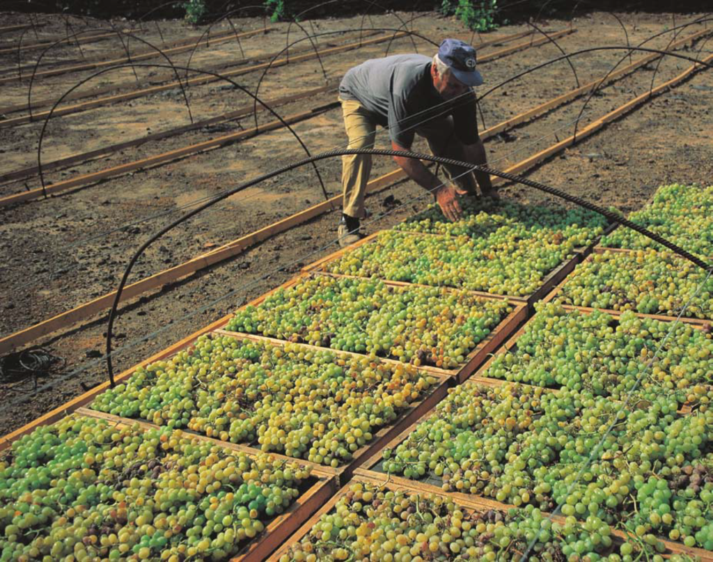 Dopo la milionesima Frog, Didiesse punta su Didì - Wine Pambianco